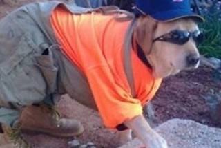 photo11-610x232-buster-help_orig